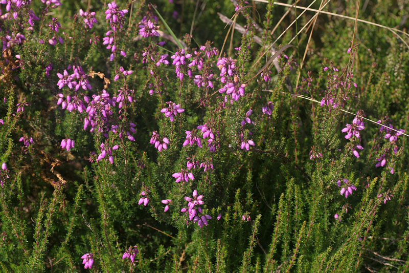 Erica cinerea - Scopa cenerina